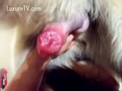 Bestiality cartoon version animal sex